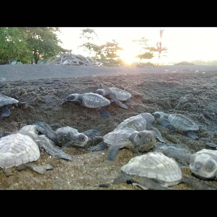 Villas Punta India Ostional Wildlife Refuge エクステリア 写真